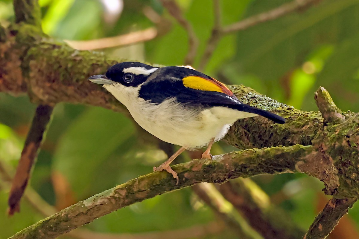 Pied Shrike-Babbler - ML632858243