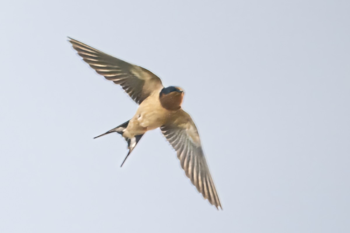 Barn Swallow - ML632858301