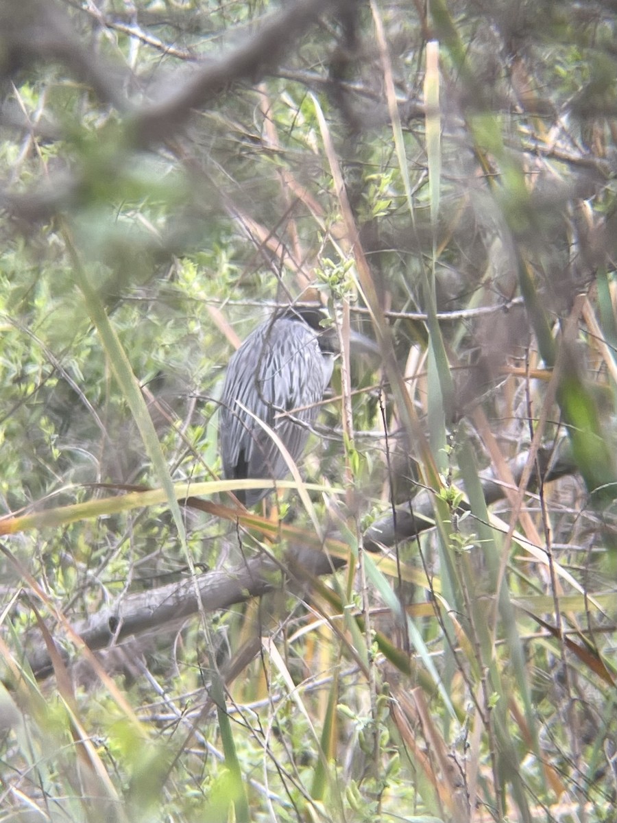 Yellow-crowned Night Heron - ML632858314