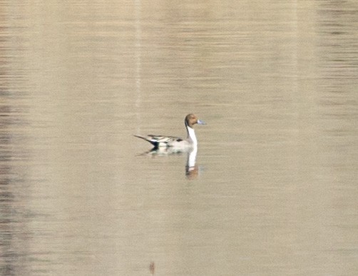 Canard pilet - ML632858350