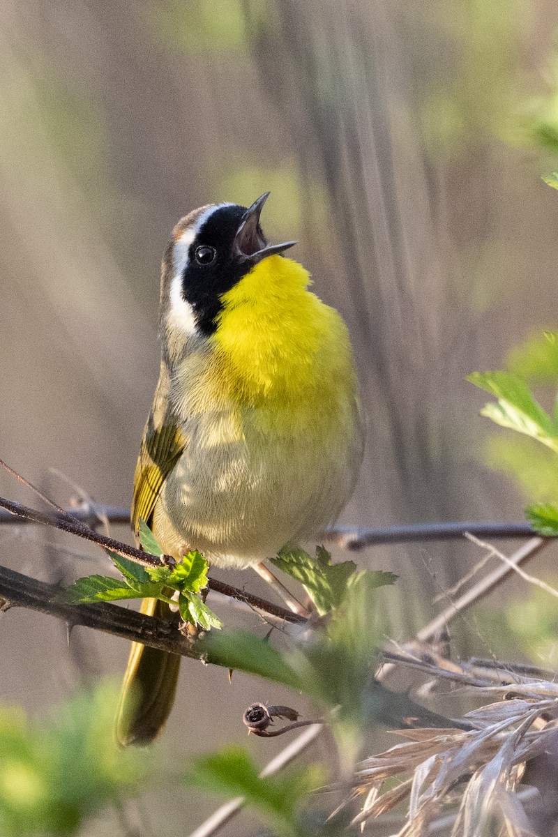 Common Yellowthroat - ML632858351