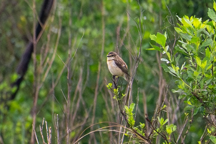 Amur Stonechat - ML632858366