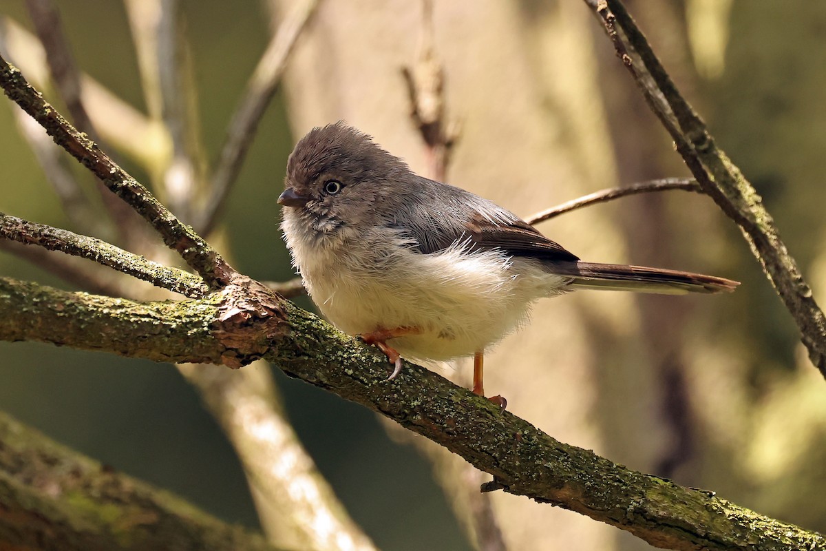Pygmy Tit - ML632858369