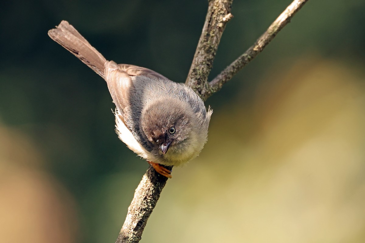 Pygmy Tit - ML632858373