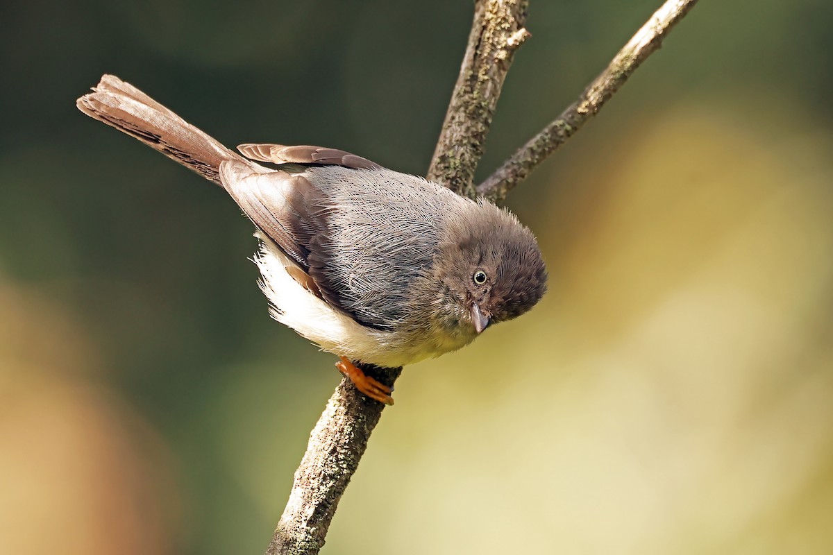 Pygmy Tit - ML632858374
