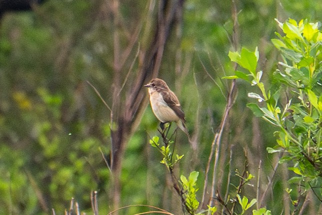 Amur Stonechat - ML632858383