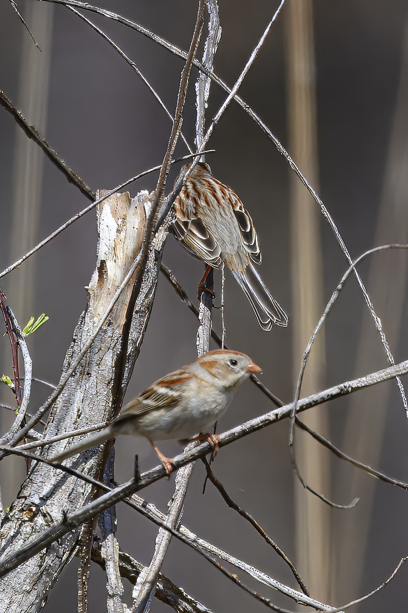 Field Sparrow - ML632858405