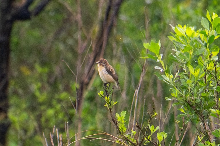 Amur Stonechat - ML632858428