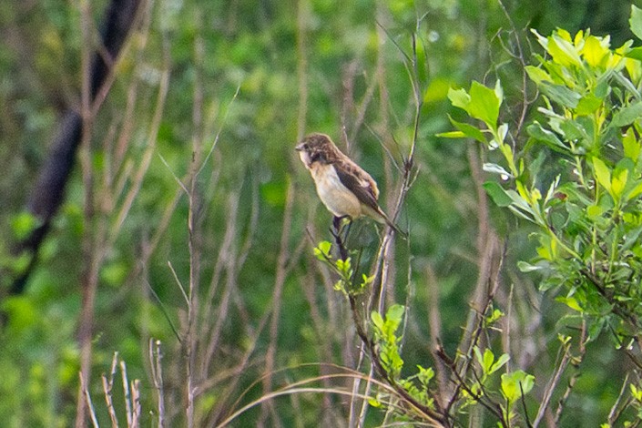 Amur Stonechat - ML632858429