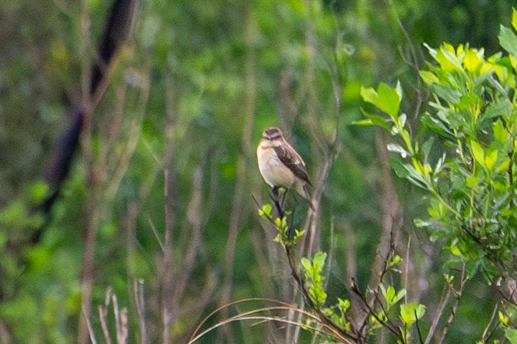 Amur Stonechat - ML632858430