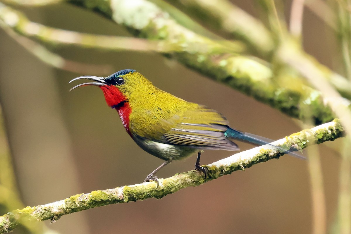White-flanked Sunbird - ML632858452