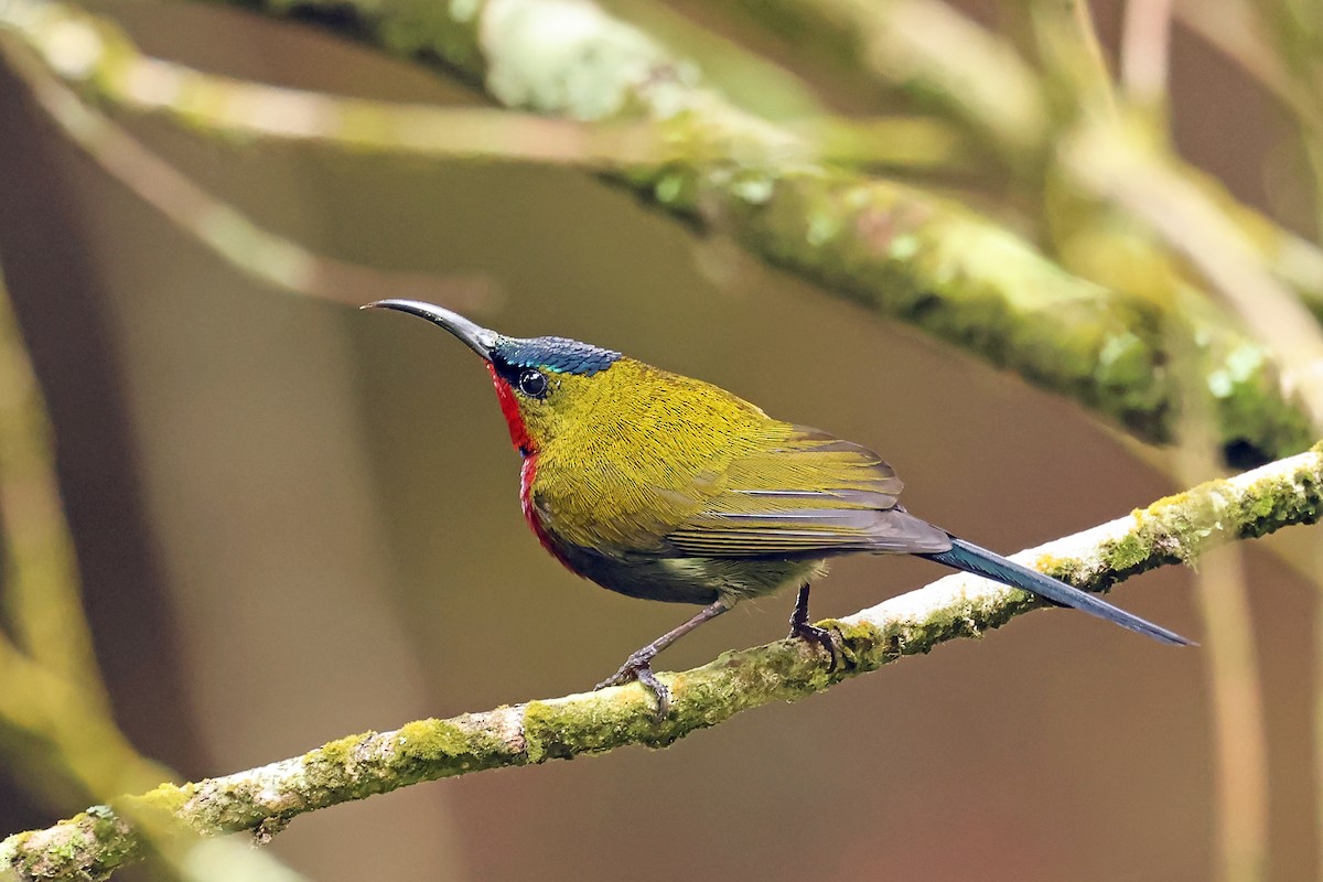 White-flanked Sunbird - ML632858456