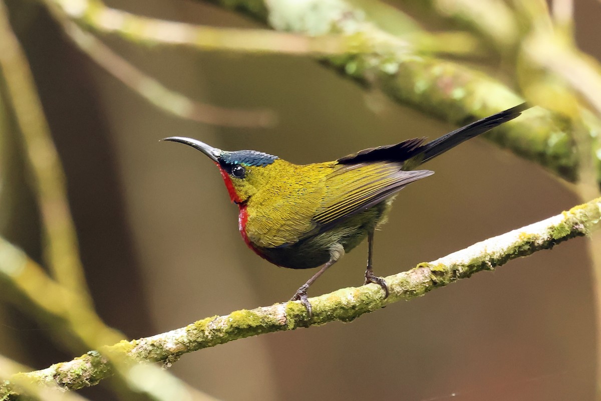 White-flanked Sunbird - ML632858459