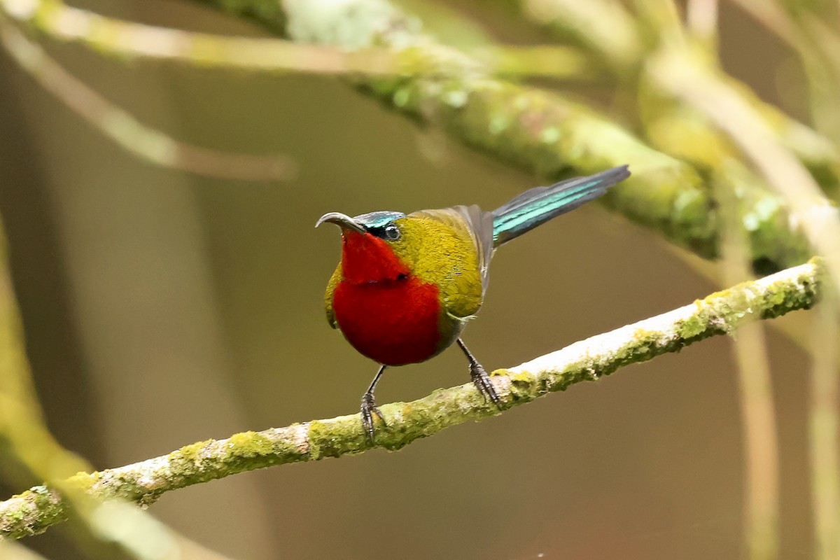 White-flanked Sunbird - ML632858470