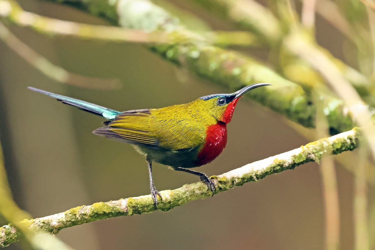 White-flanked Sunbird - ML632858472