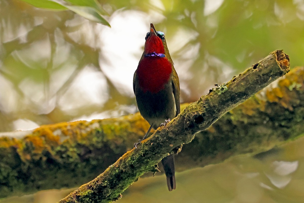 White-flanked Sunbird - ML632858518