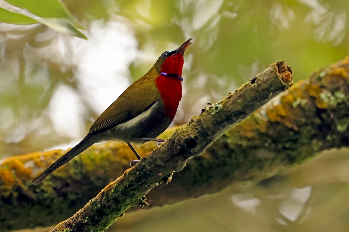 White-flanked Sunbird - ML632858528