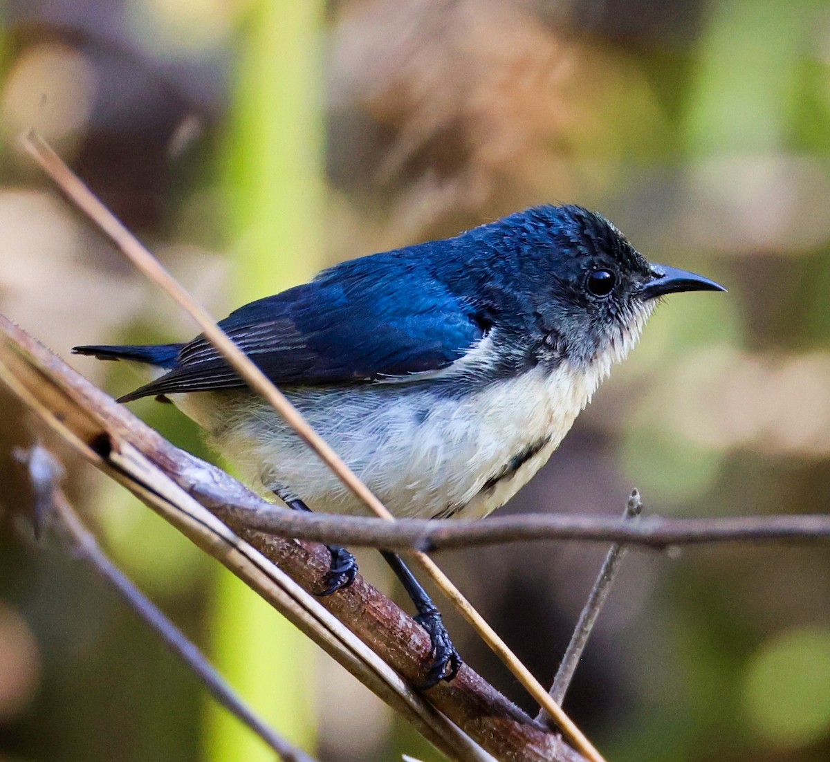 Cambodian Flowerpecker - ML632858707