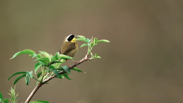 Common Yellowthroat - ML632858852