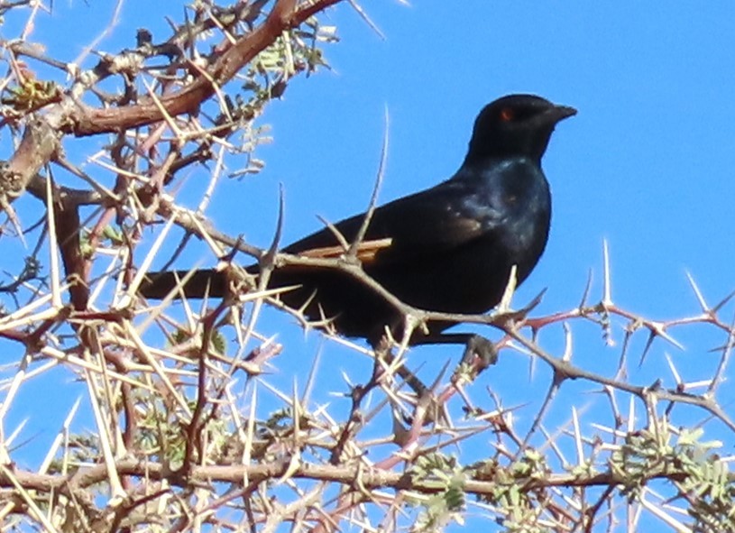 Pale-winged Starling - ML632858884