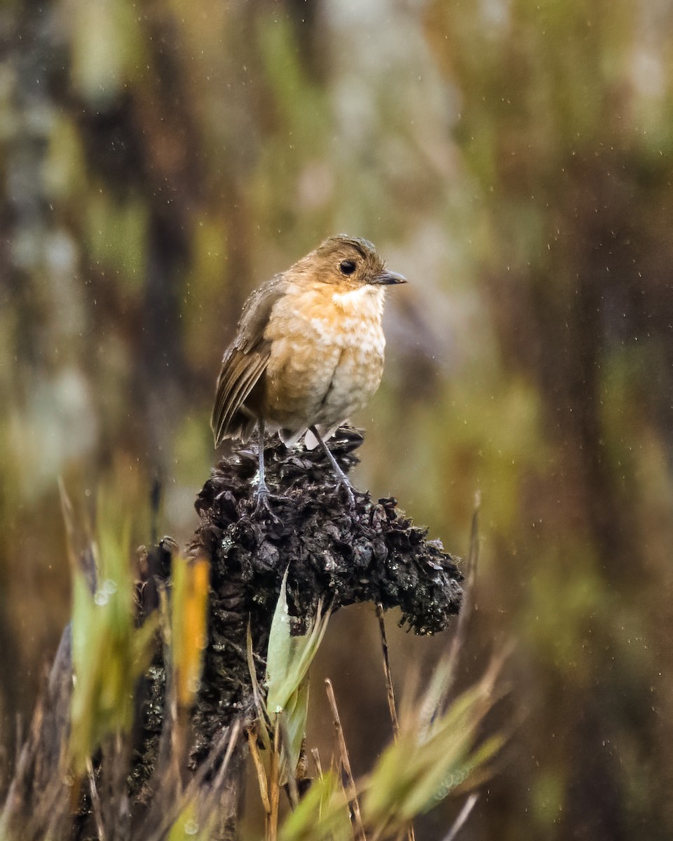 Boyaca Antpitta - ML632858941