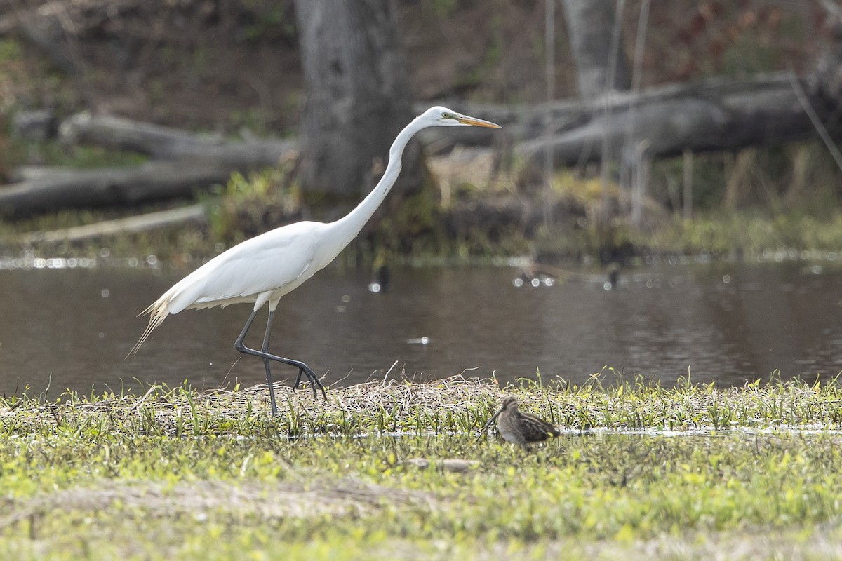Great Egret - ML632859118