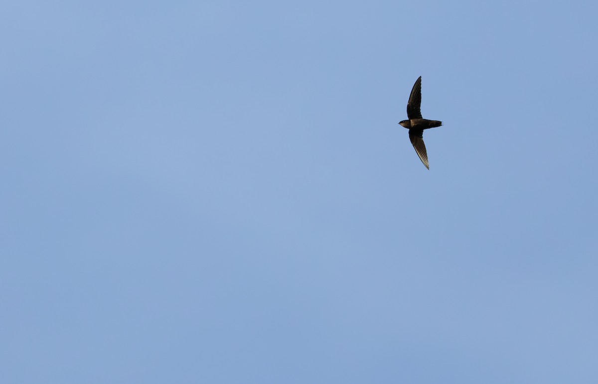 Chapman's Swift - ML632859212