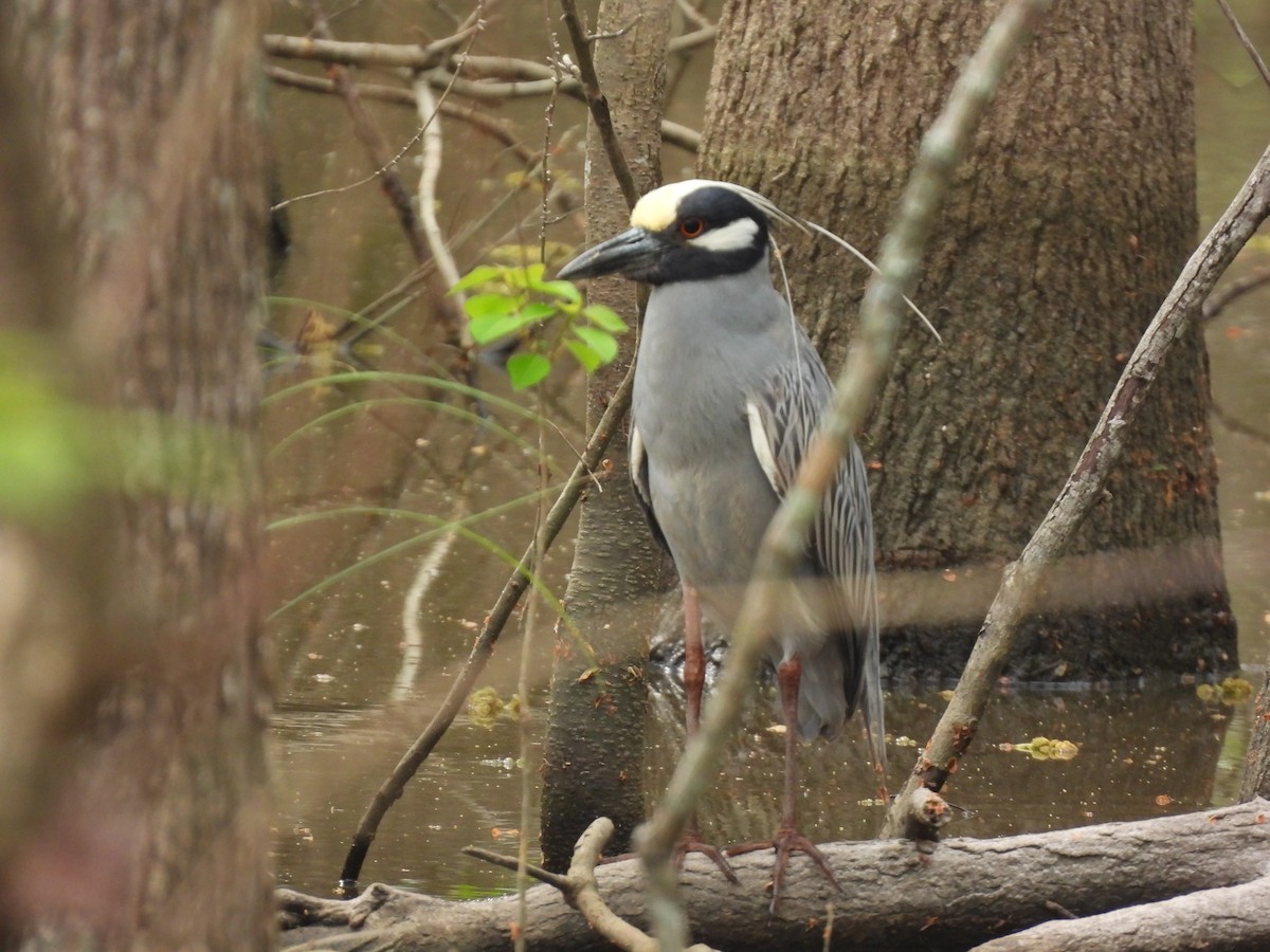 Yellow-crowned Night Heron - ML632859215