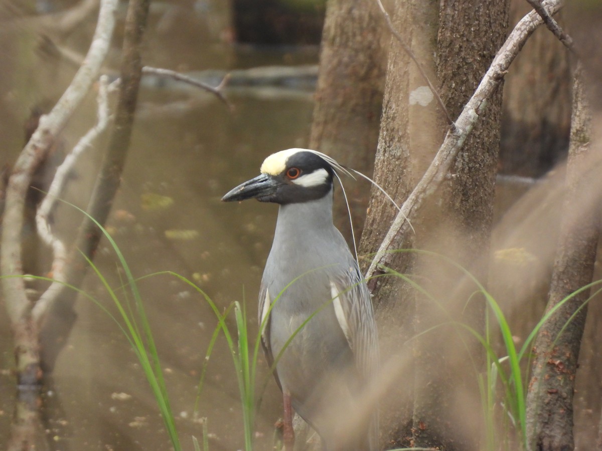 Yellow-crowned Night Heron - ML632859237