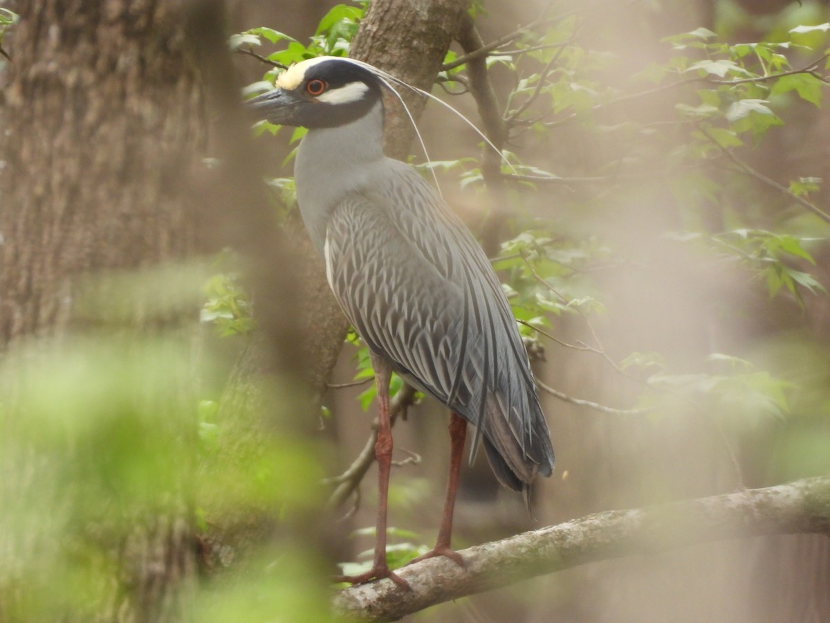 Yellow-crowned Night Heron - ML632859258