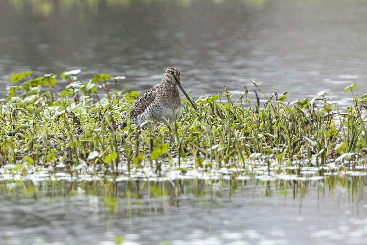 Wilson's Snipe - ML632859267