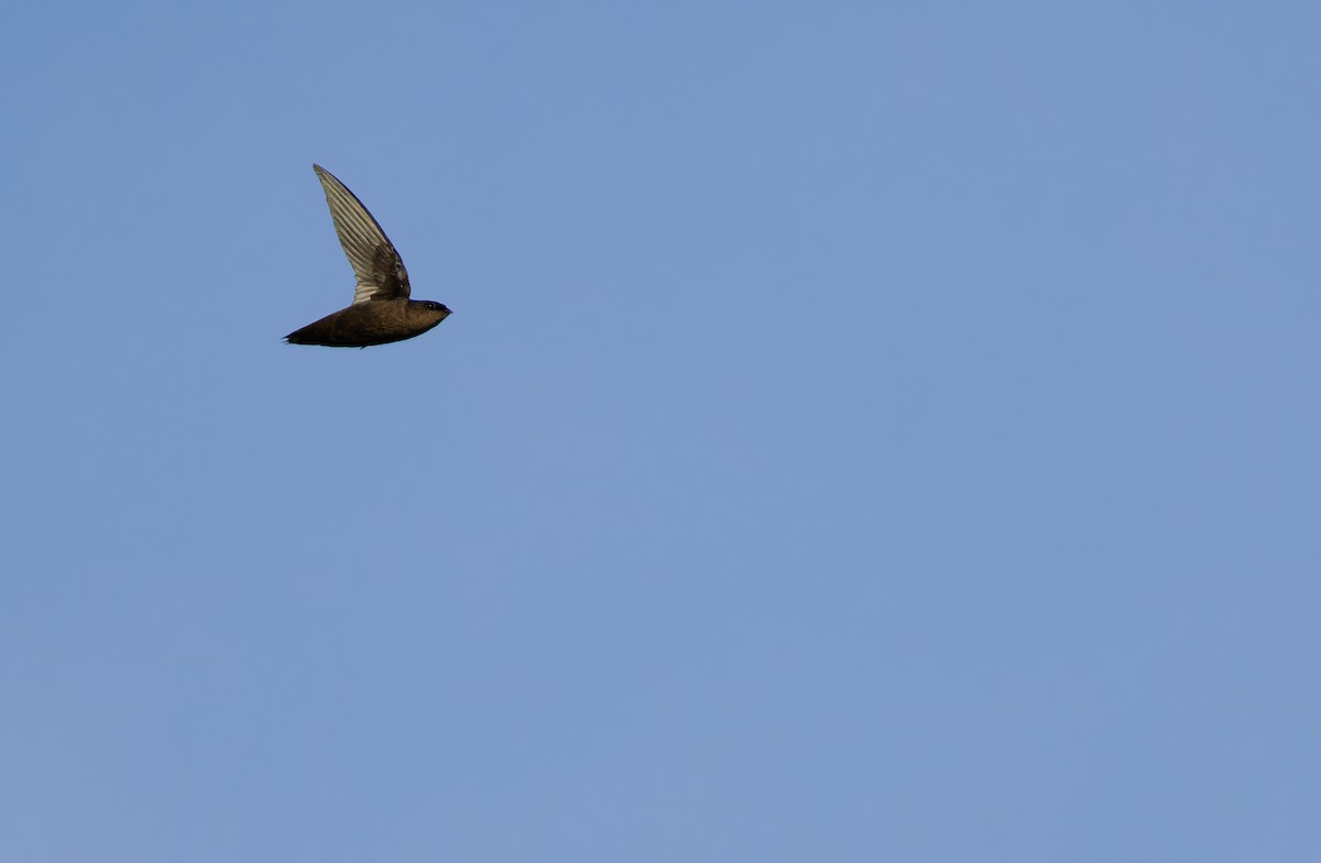Chapman's Swift - ML632859753