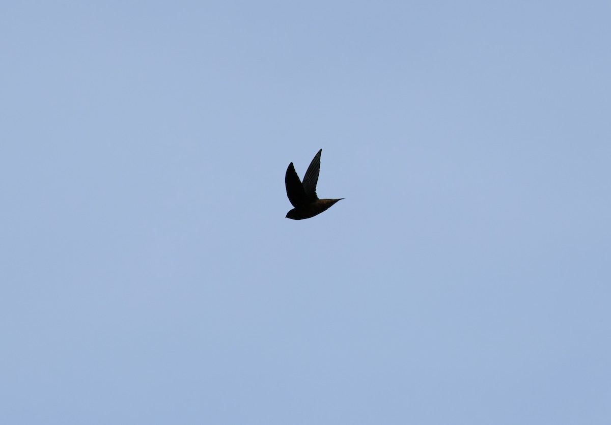 Chapman's Swift - ML632859771
