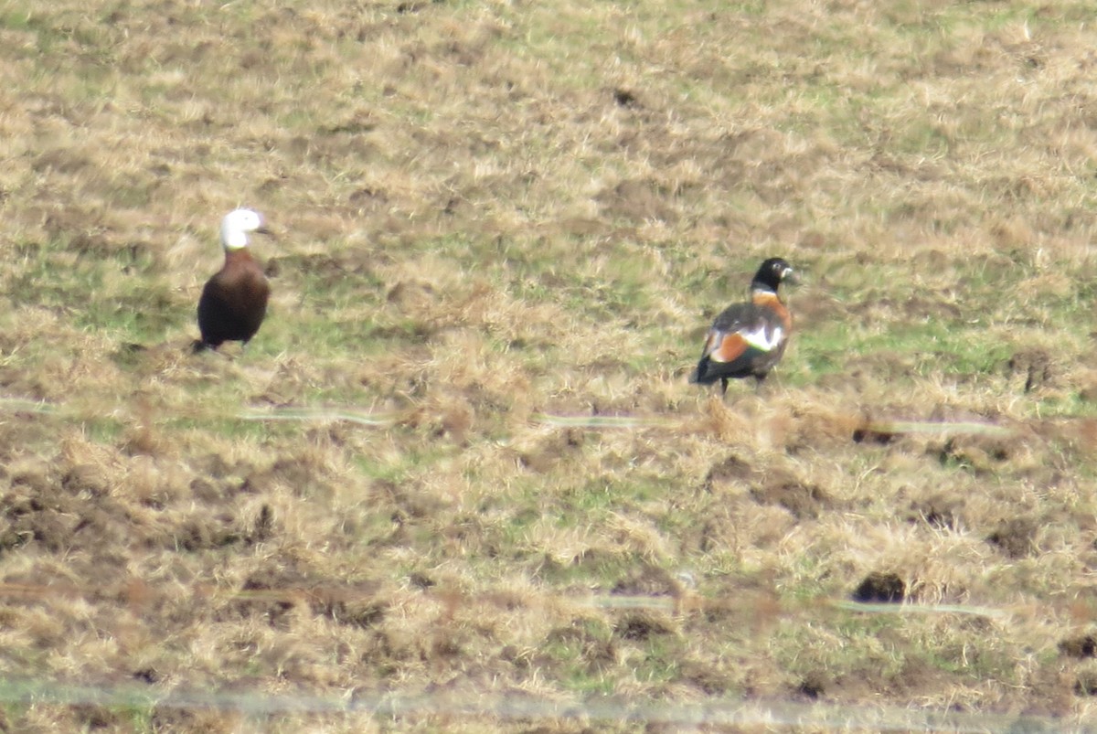 Halsbandgans - ML632859823