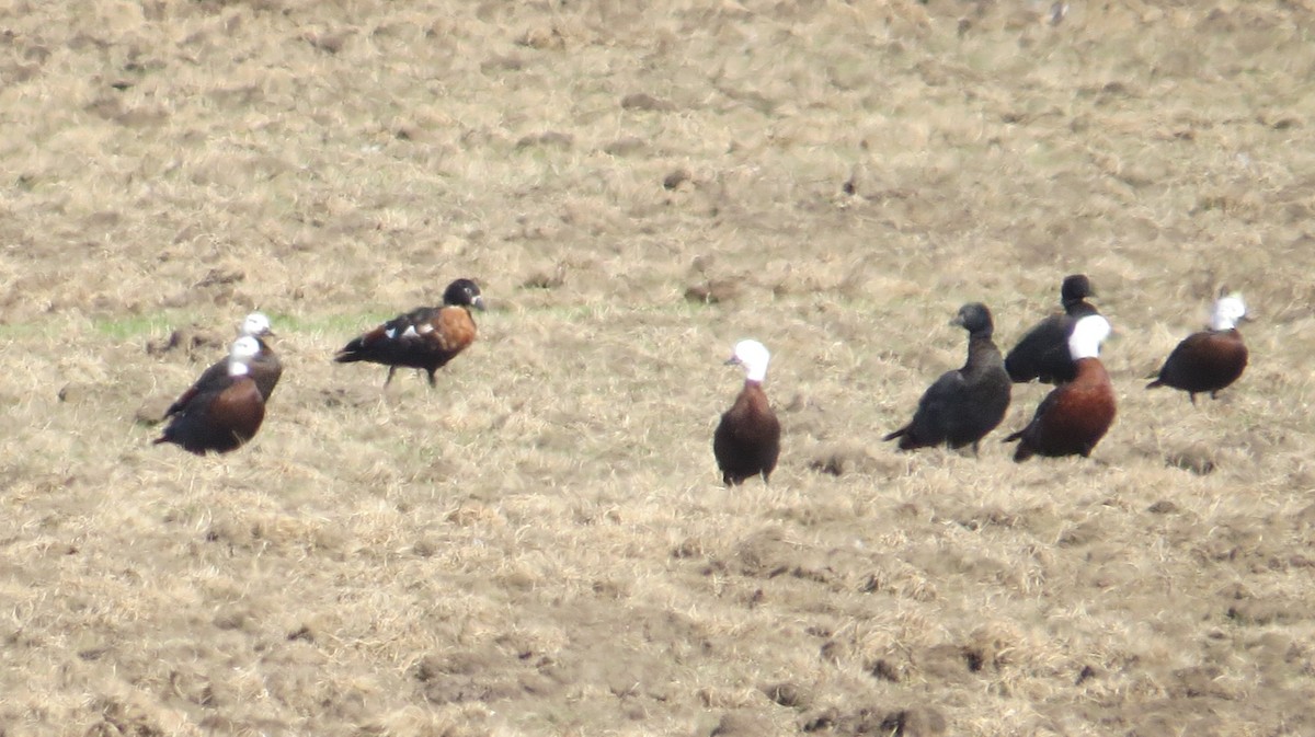 Halsbandgans - ML632859834