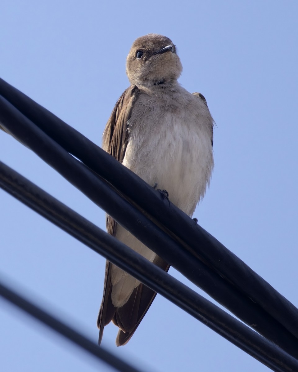 Northern Rough-winged Swallow - ML632859922