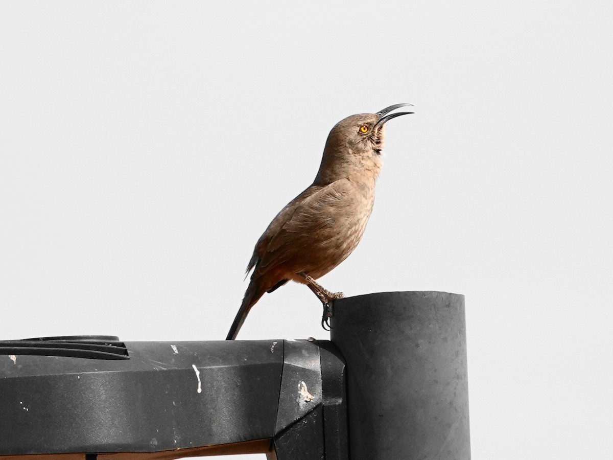Curve-billed Thrasher - ML632859987