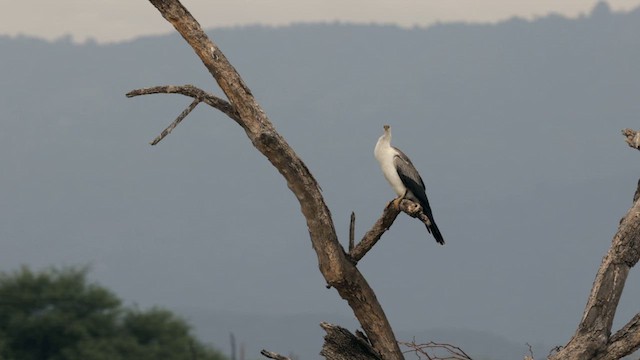 afrikaslangehals - ML632860004
