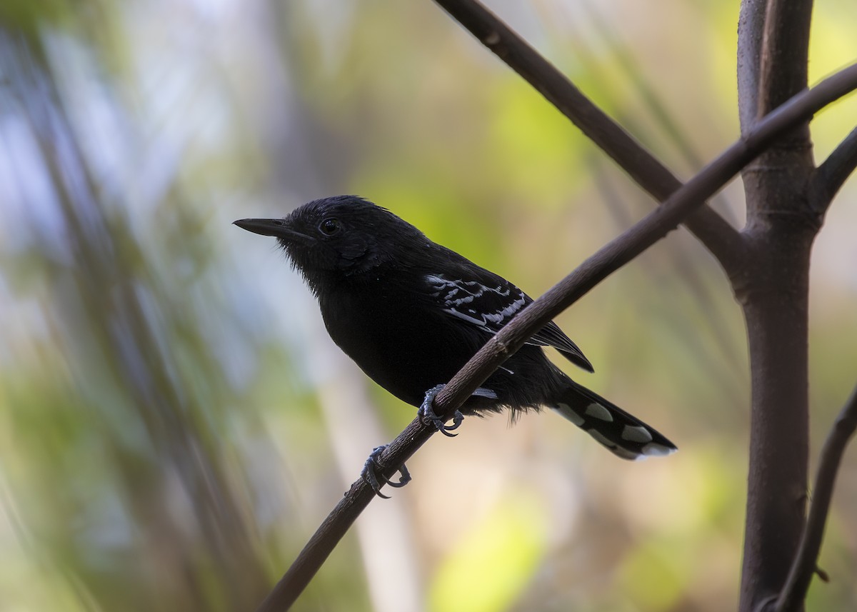 Rio Branco Antbird - ML632860030