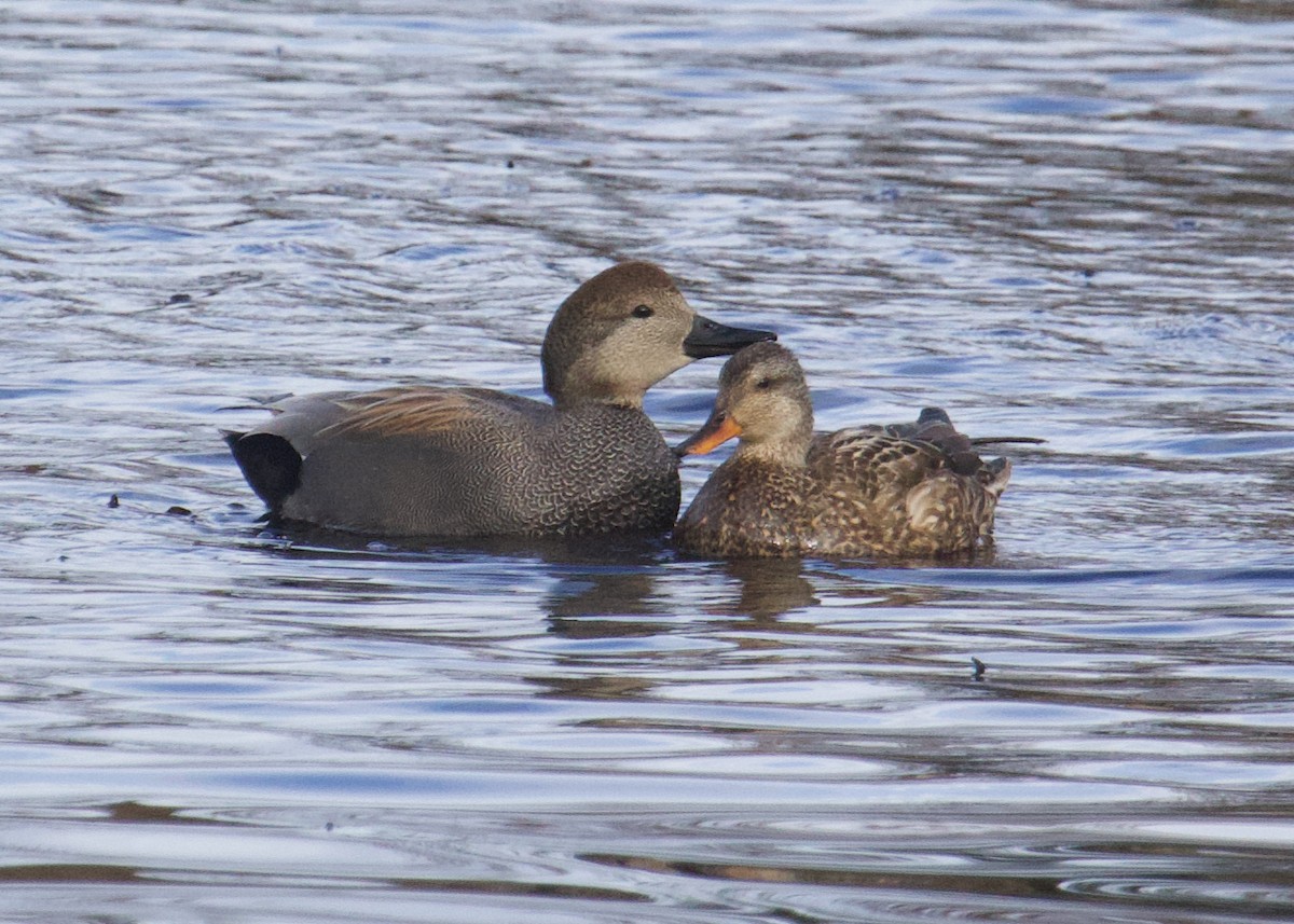 Gadwall - ML632860133