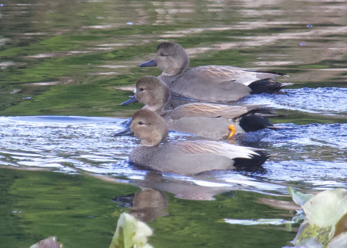 Gadwall - ML632860134