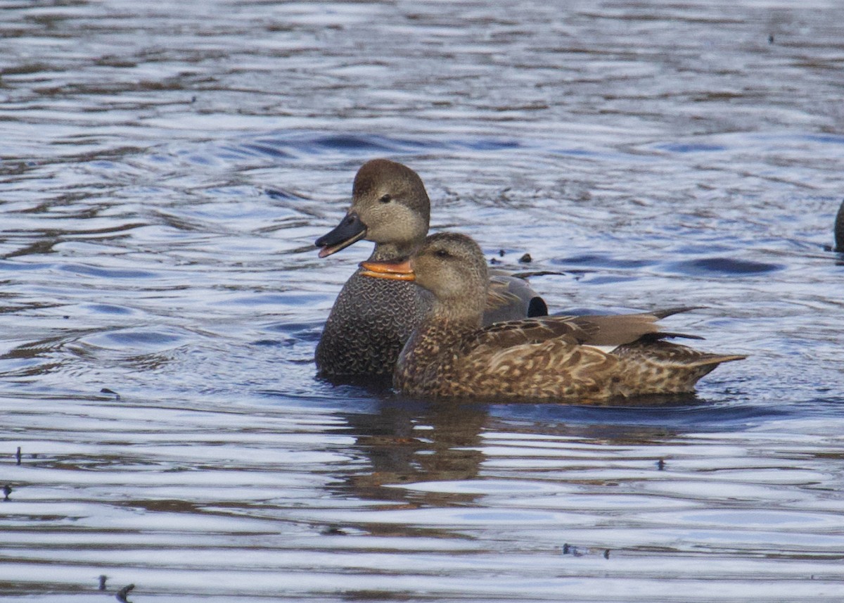 Gadwall - ML632860136