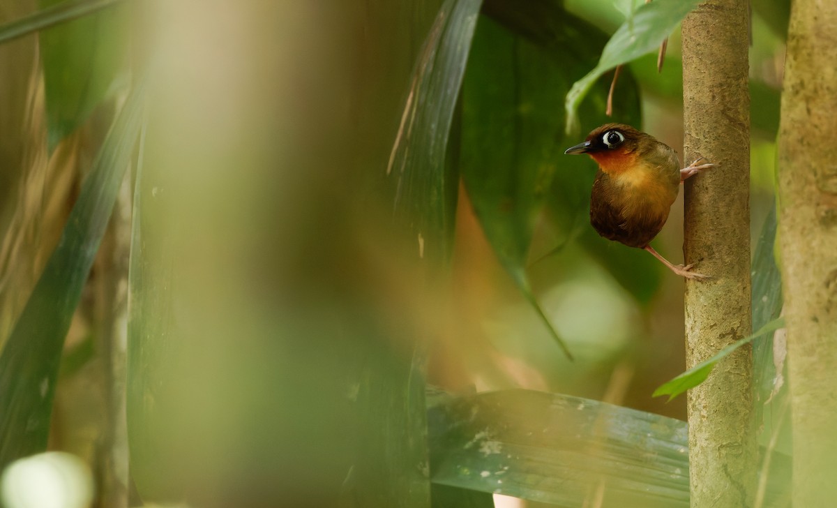 Rufous-throated Antbird - ML632860142
