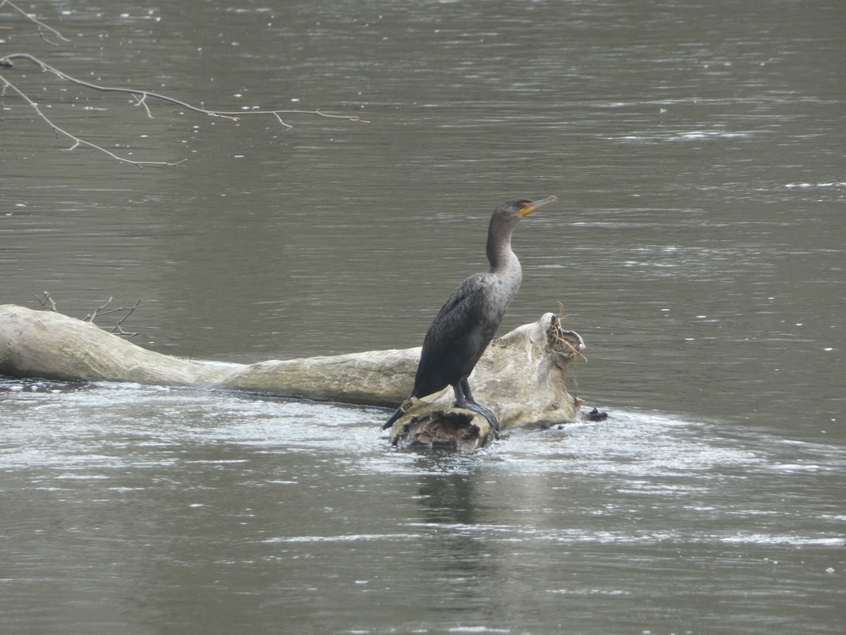 Double-crested Cormorant - ML632860216