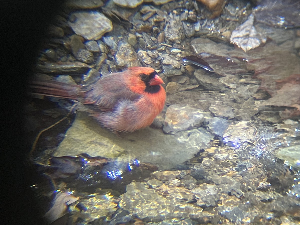 Northern Cardinal - ML632860258