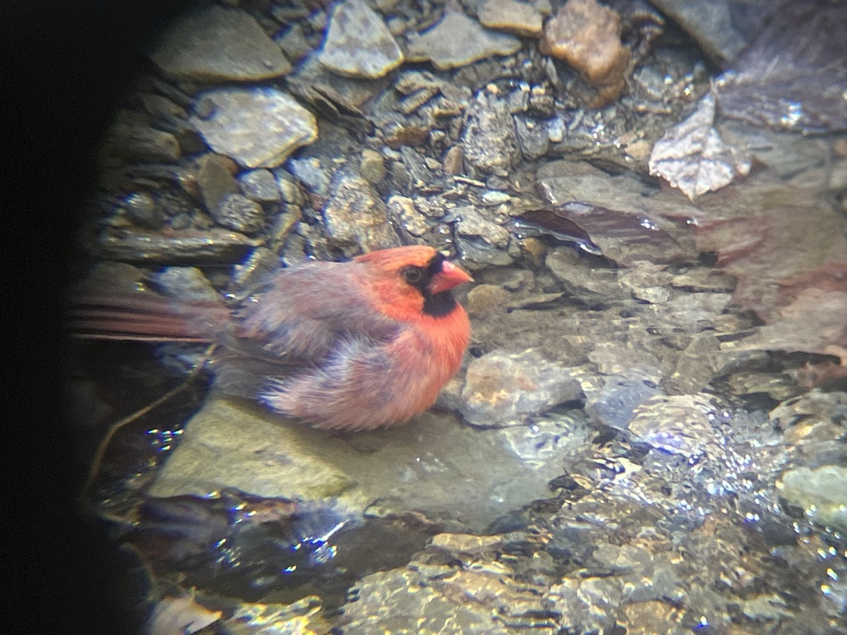 Northern Cardinal - ML632860260