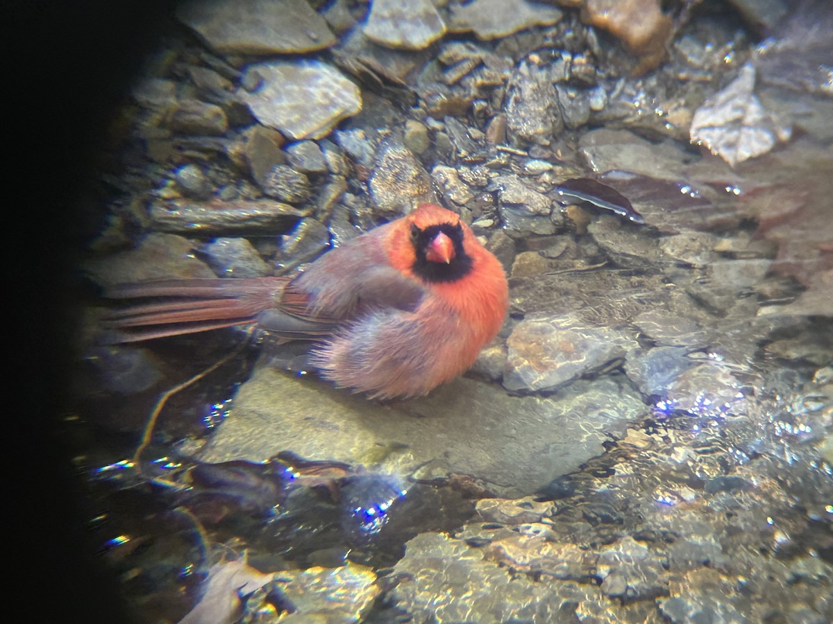 Northern Cardinal - ML632860262