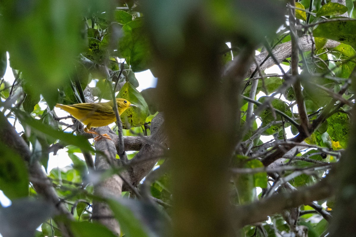 Yellow Warbler - ML632860345