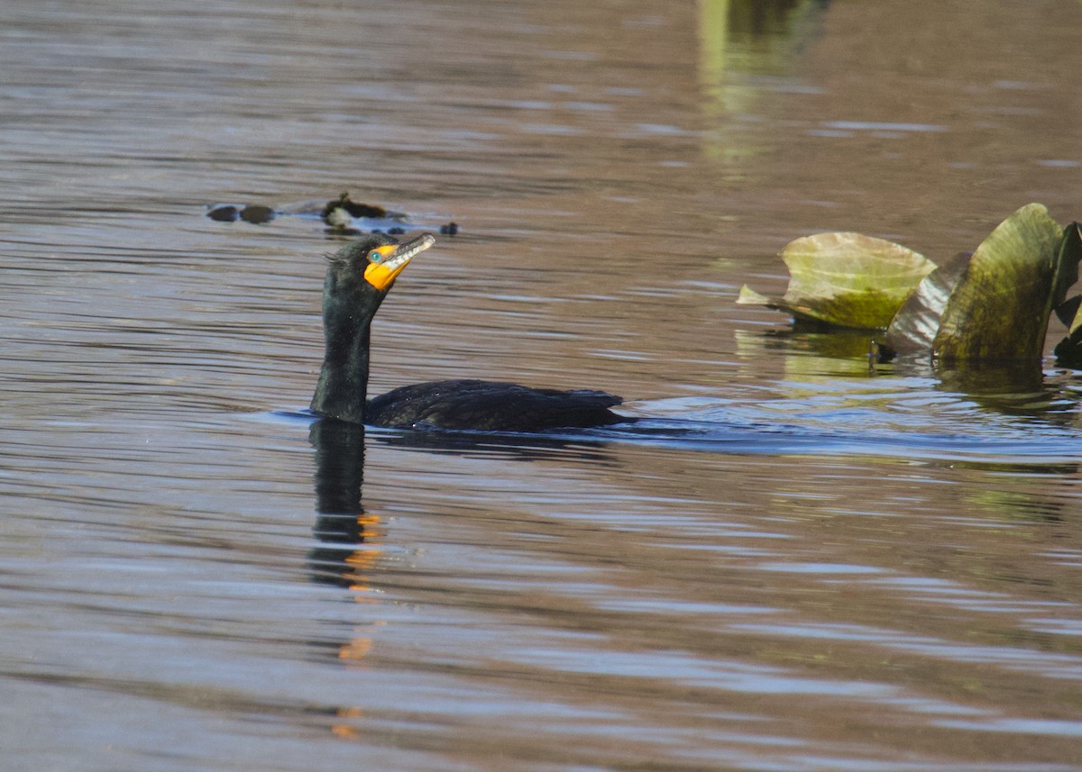 Double-crested Cormorant - ML632860364