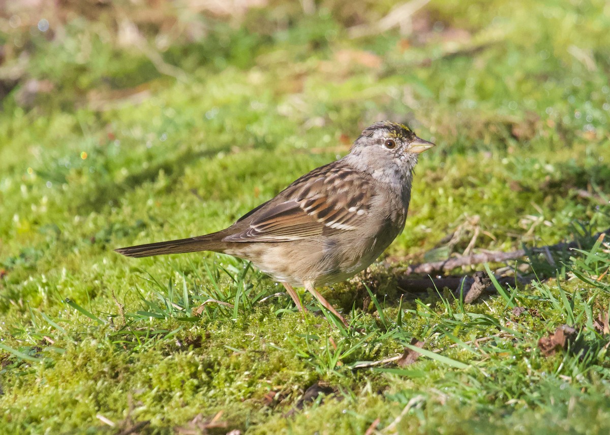 Golden-crowned Sparrow - ML632860465